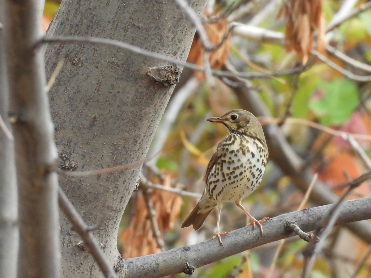 Song Thrush - ML644540197