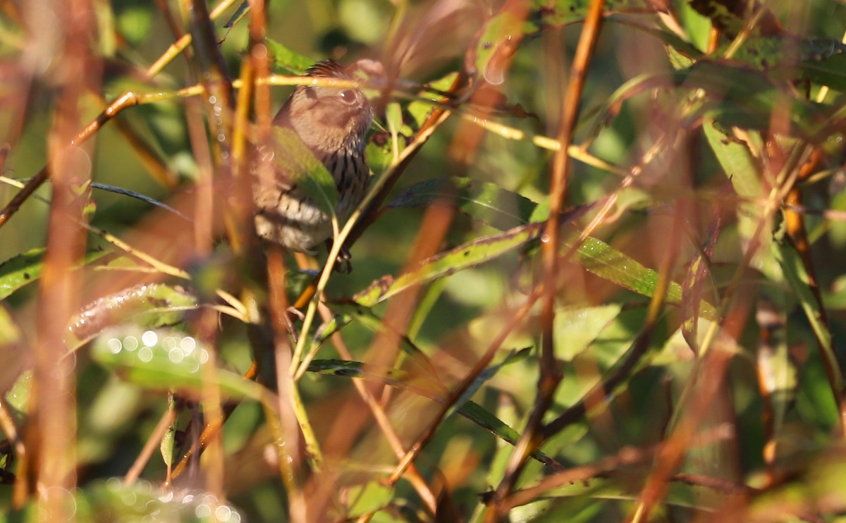 Chingolo de Lincoln - ML644540209