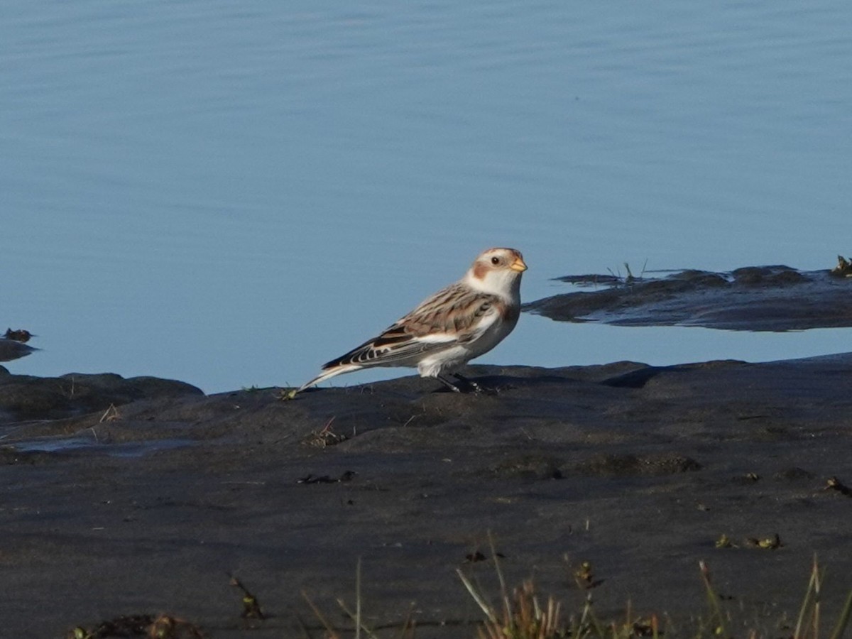 Snow Bunting - ML644540210