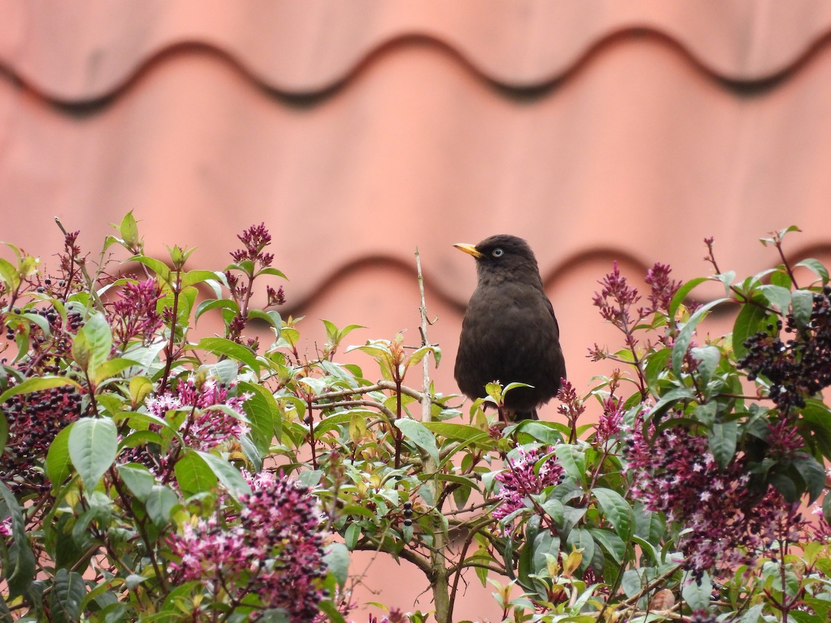 Sooty Thrush - ML644540213