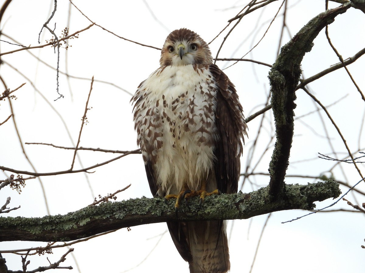 Red-tailed Hawk - ML644540218