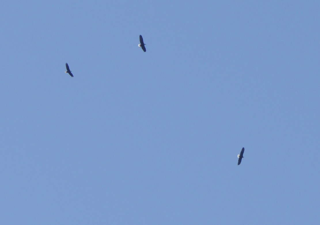 Белоголовый орлан - ML644540219