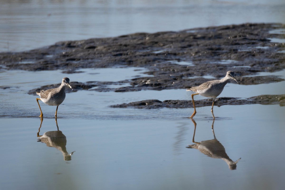 Archibebe Patigualdo Grande - ML644540220