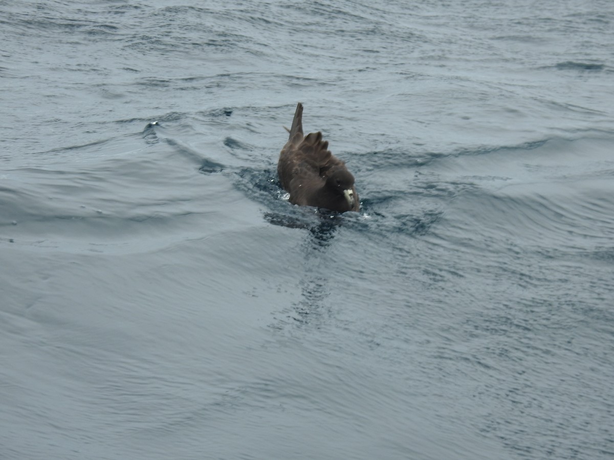 Parkinson's Petrel - ML644540222