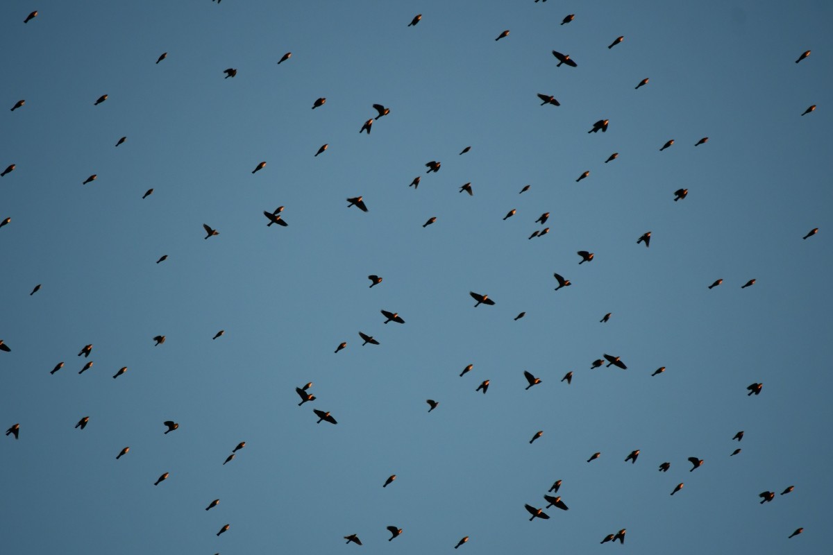 Yellow-headed Blackbird - ML644540223