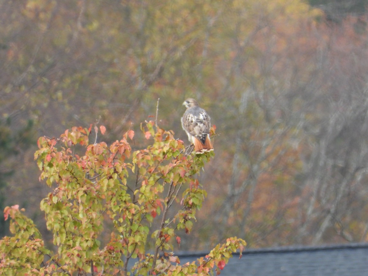 Red-tailed Hawk - ML644540224