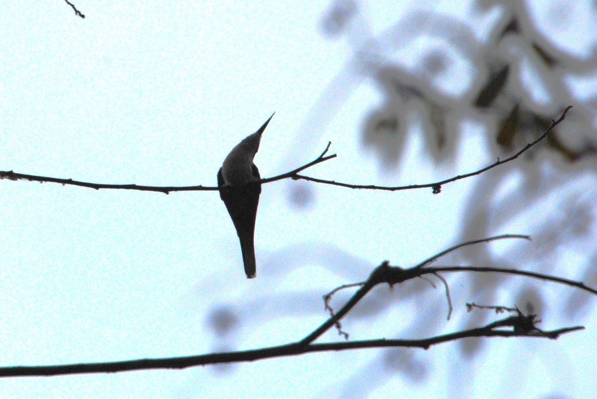 Purple-crowned Fairy - ML644540225