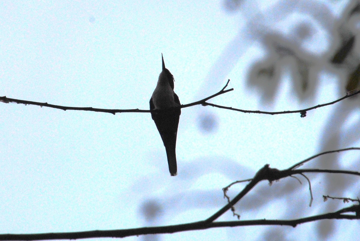 Purple-crowned Fairy - ML644540226