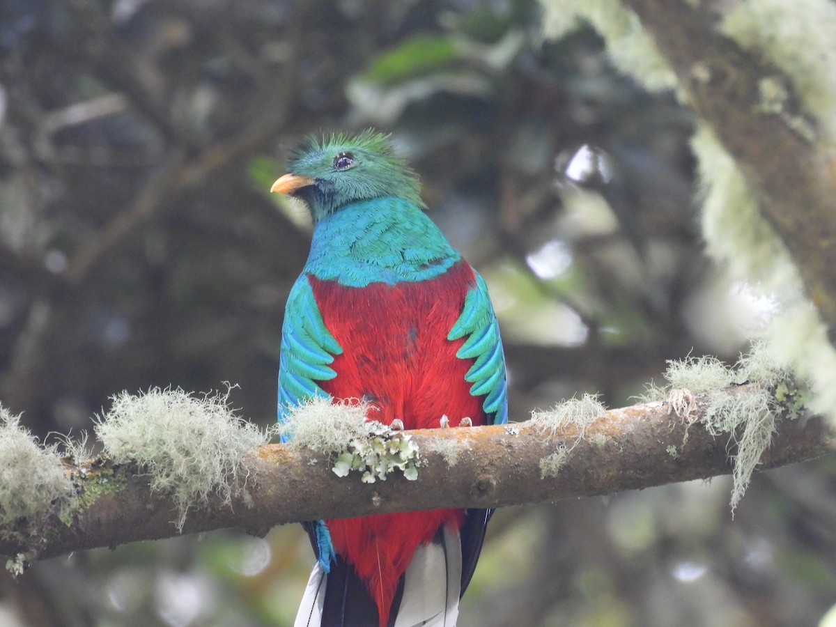 Resplendent Quetzal - ML644540227