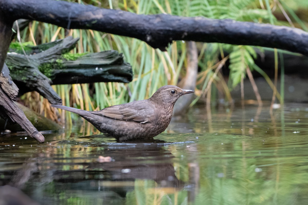 Eurasian Blackbird - ML644540228