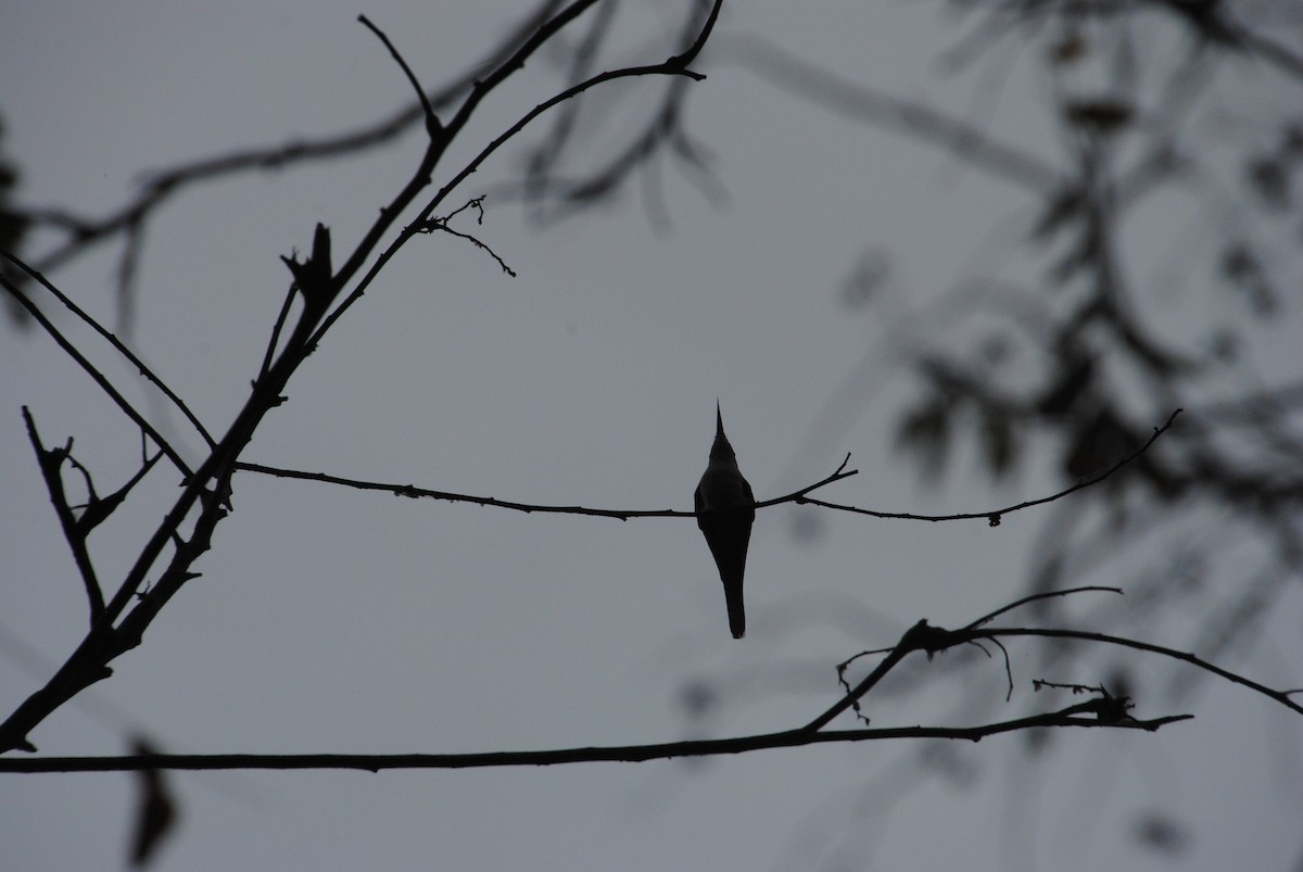 Colibri féérique - ML644540229