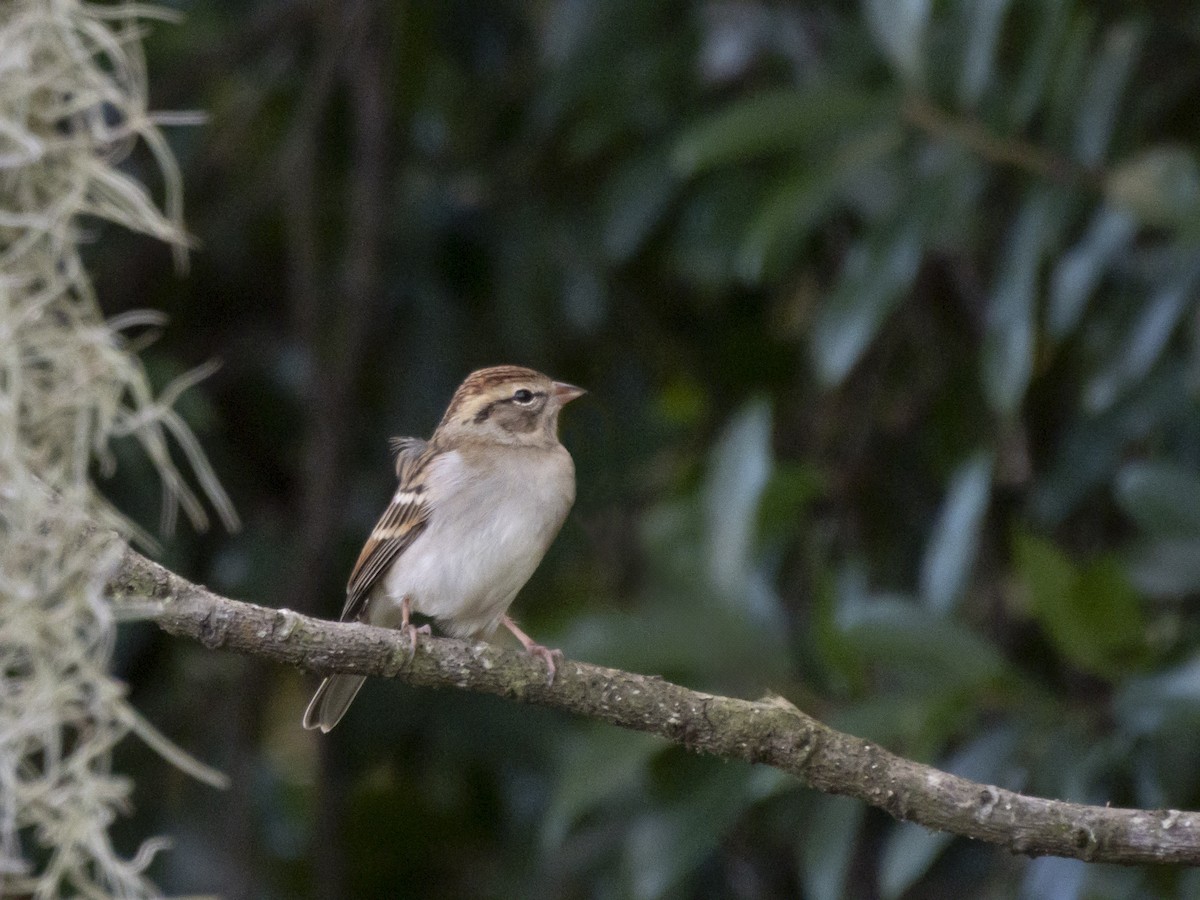 Chipping Sparrow - ML644540230