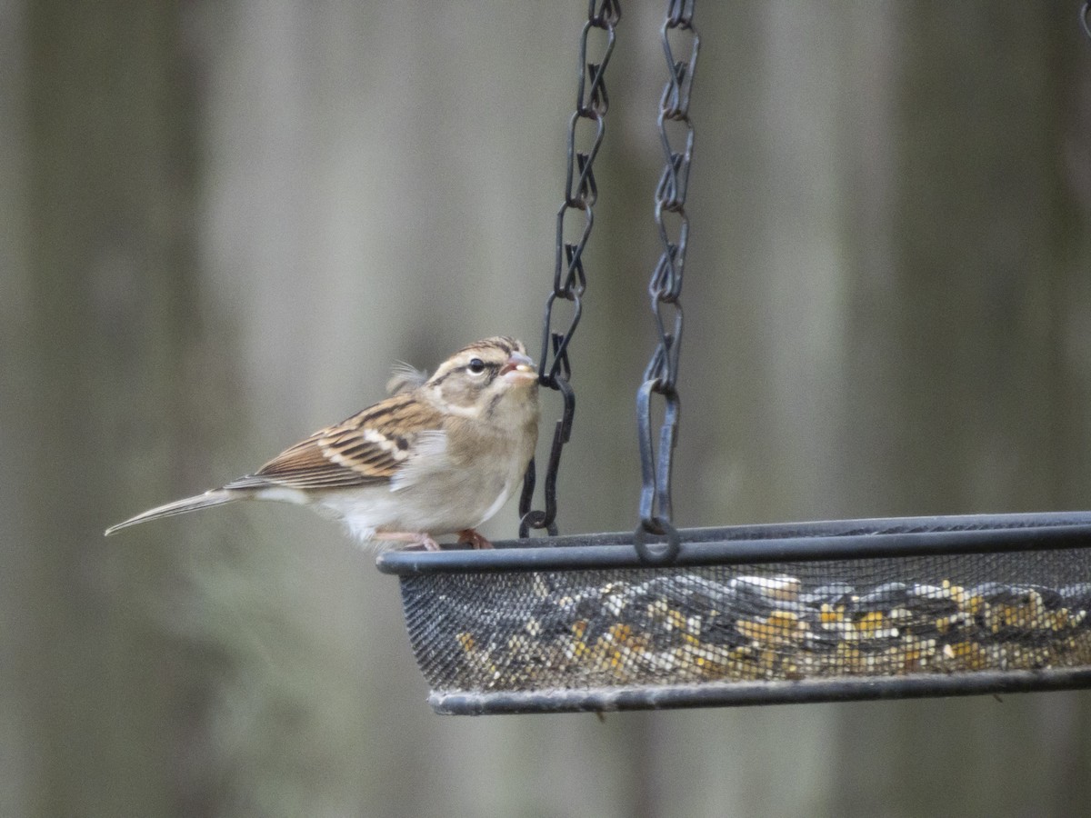 Chipping Sparrow - ML644540231