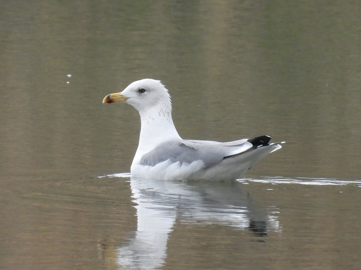 Armenian Gull - ML644540232