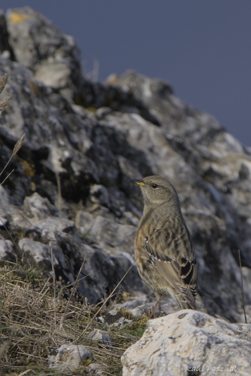 Alpine Accentor - ML644540236
