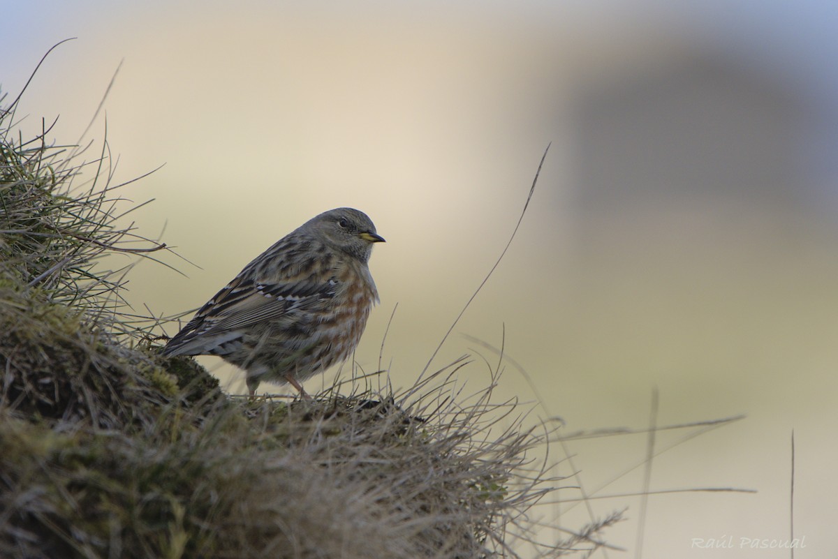 Alpine Accentor - ML644540237
