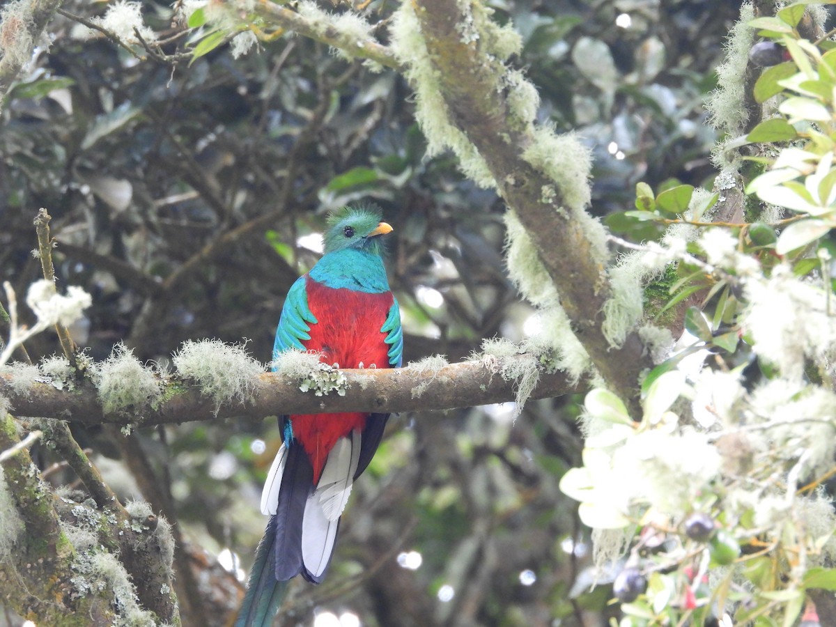 Resplendent Quetzal - ML644540239
