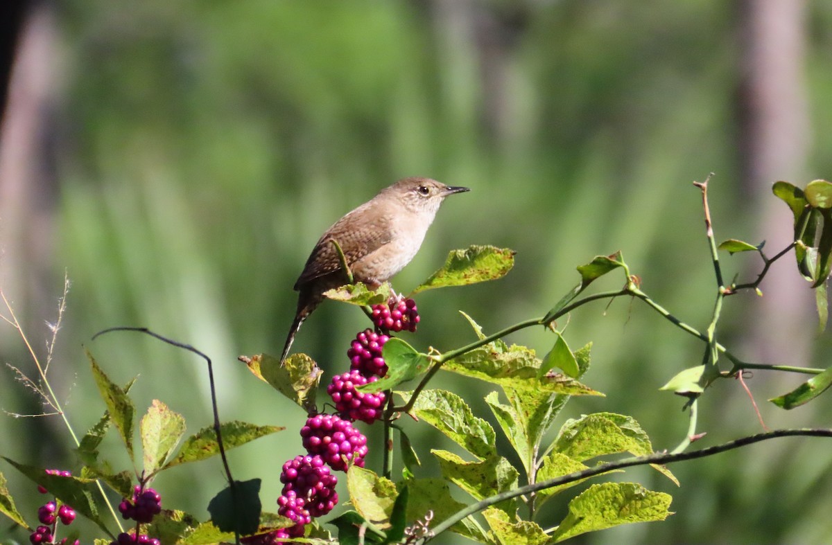 Northern House Wren - ML644540240
