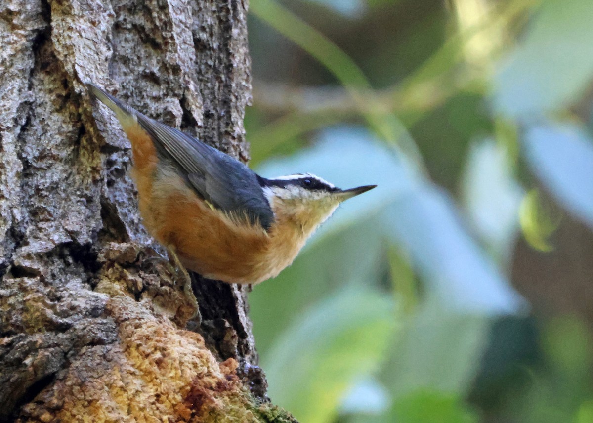 Red-breasted Nuthatch - ML644540241