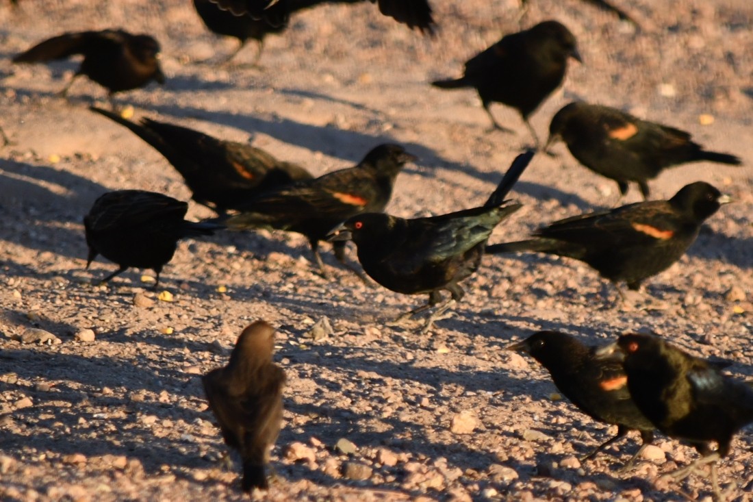 Bronzed Cowbird - ML644540242