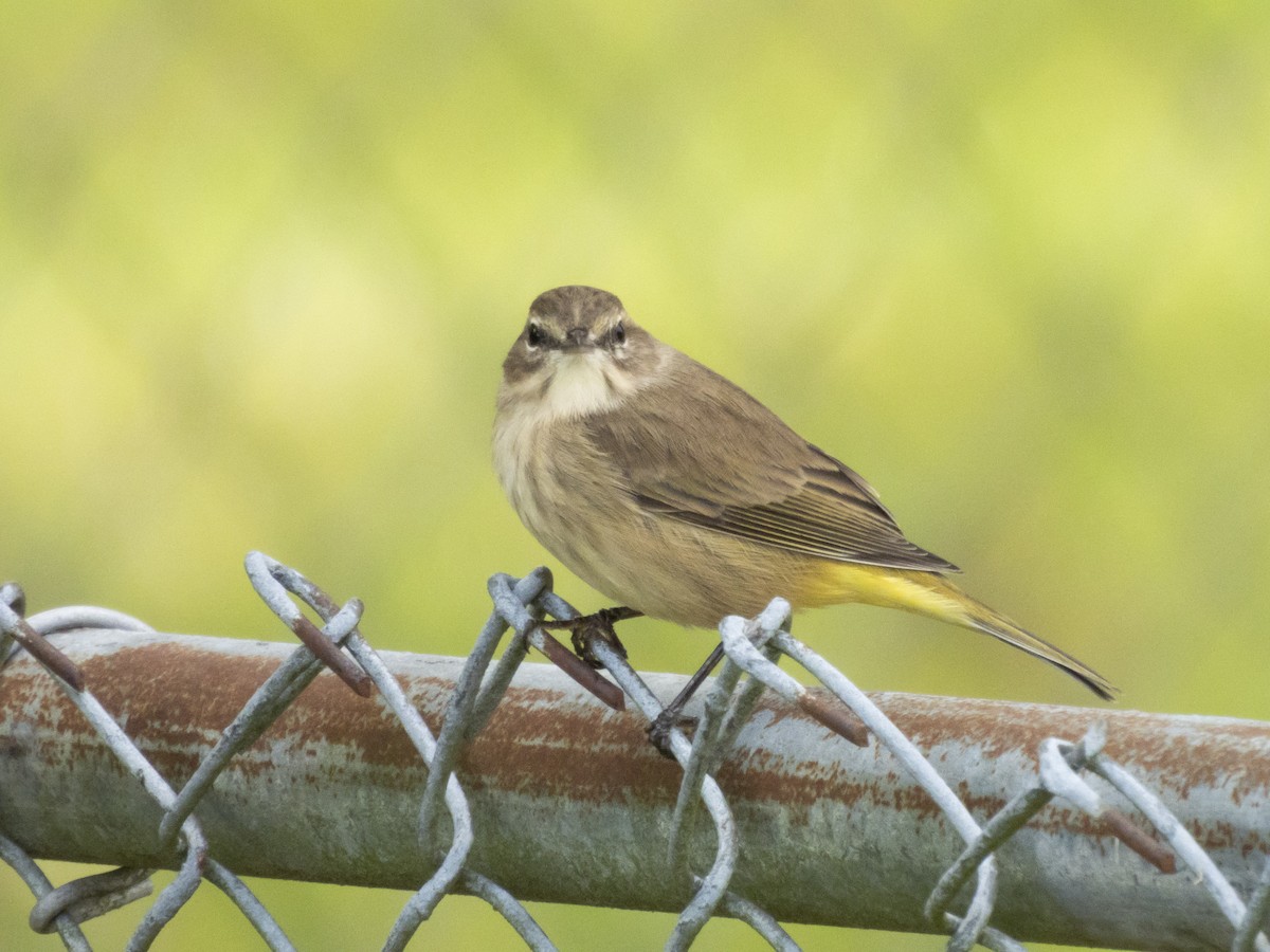 Palm Warbler - ML644540243
