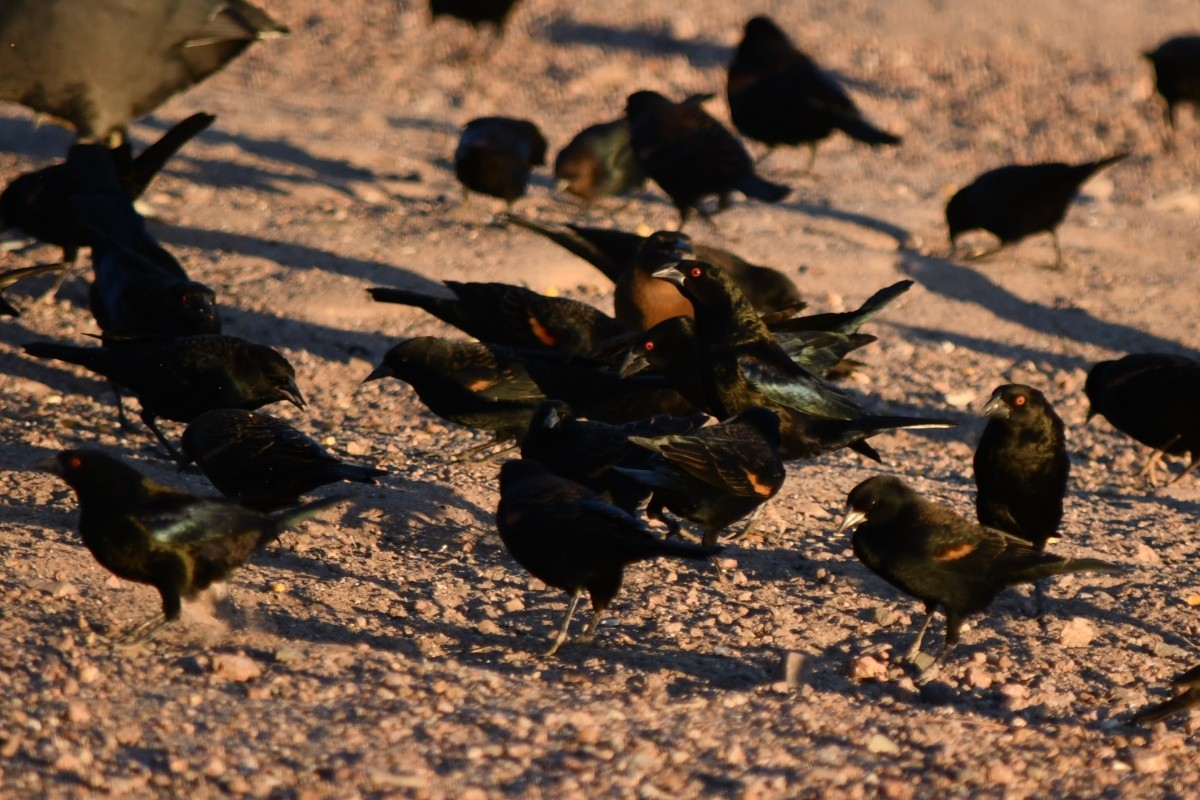 Bronzed Cowbird - ML644540244