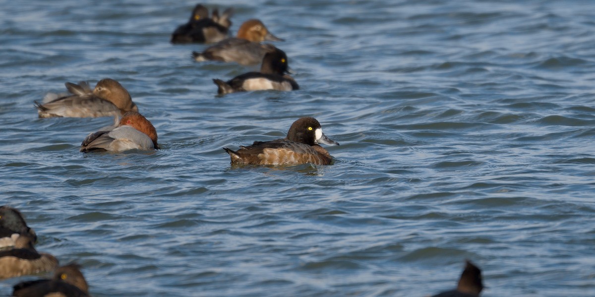 Greater Scaup - ML644540245