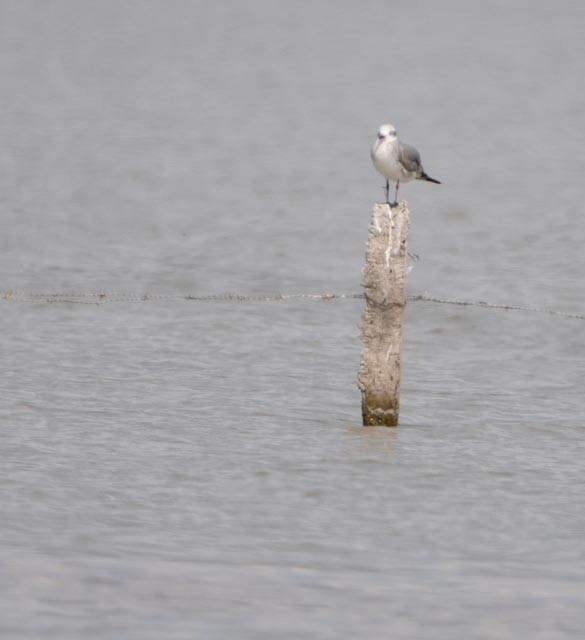 Laughing Gull - ML644540246