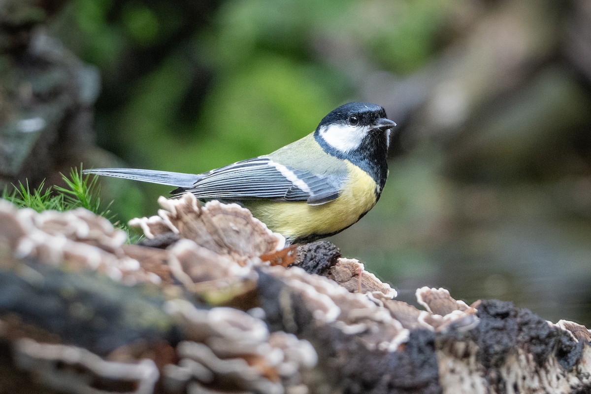 ヨーロッパシジュウカラ - ML644540248