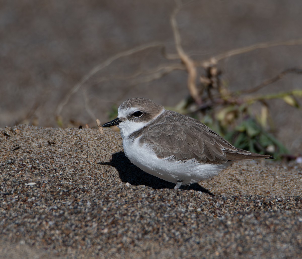 Snowy Plover - ML644540249
