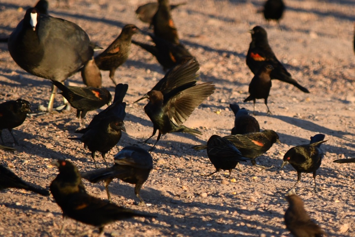 Brown-headed Cowbird - ML644540250