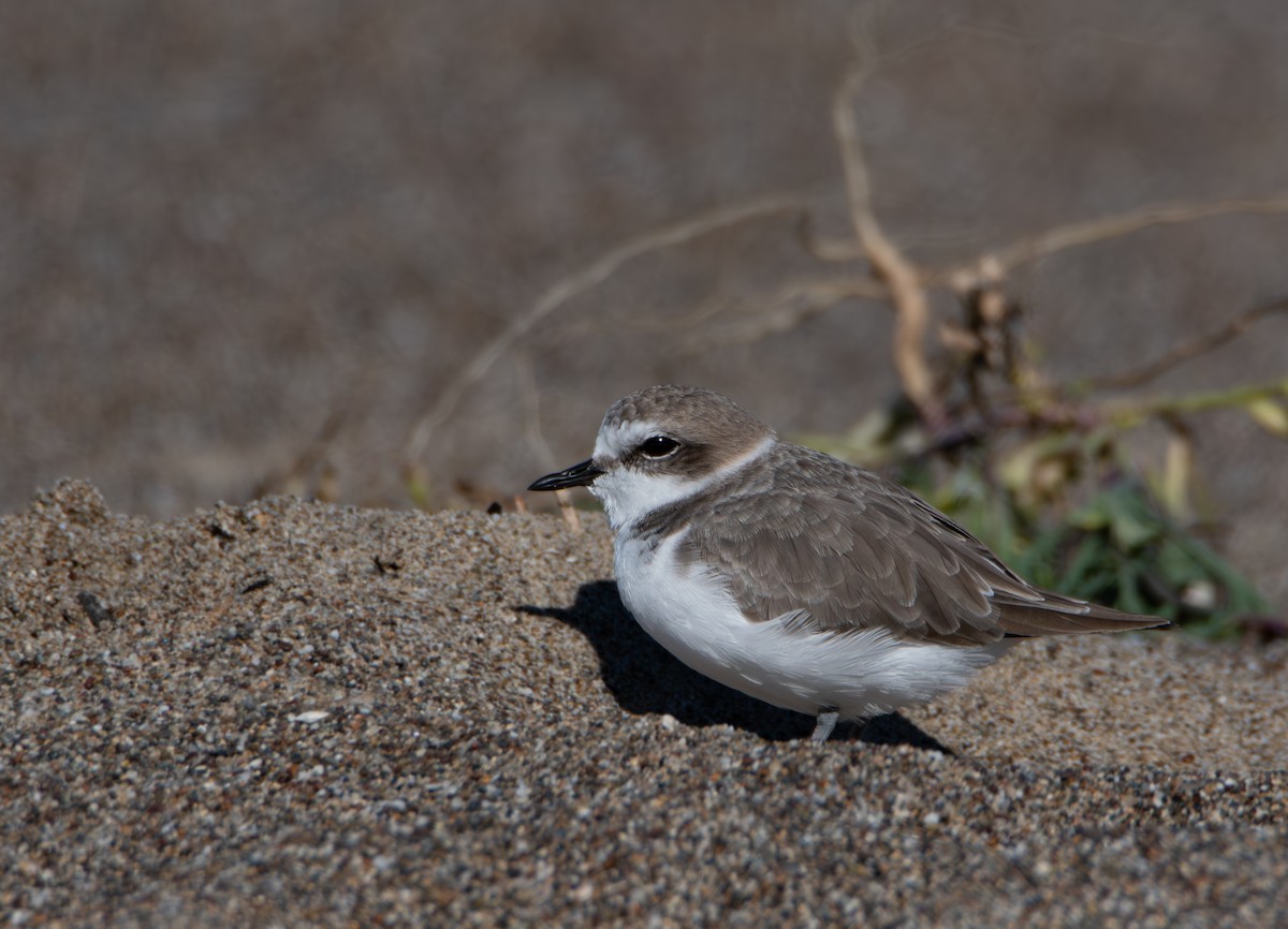 Snowy Plover - ML644540252