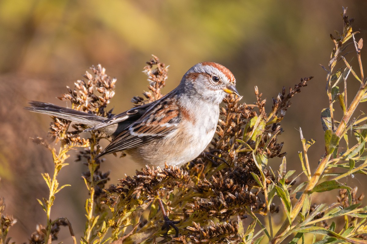 American Tree Sparrow - ML644540253