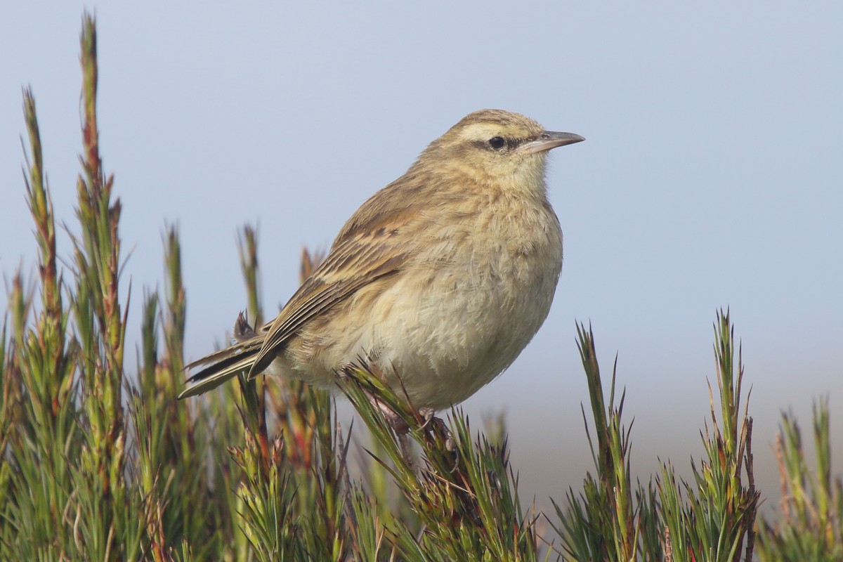 newzealandpiplerke - ML644540257