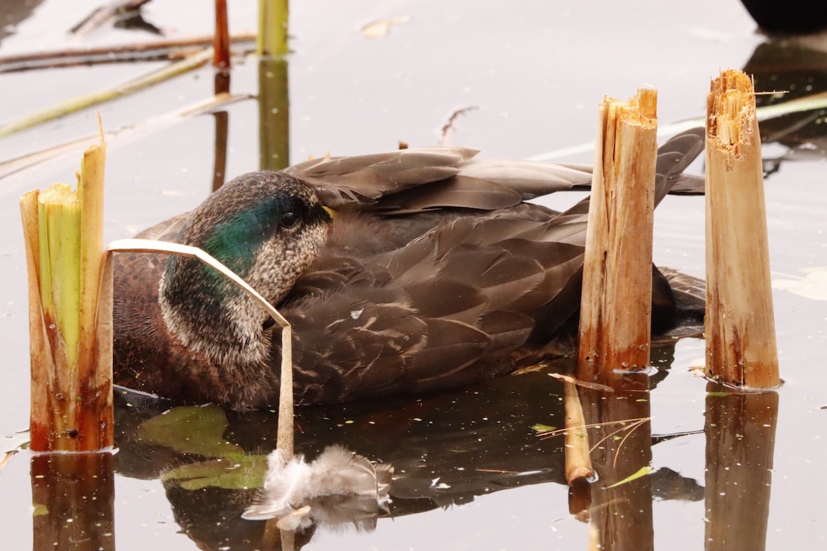Mallard x American Black Duck (hybrid) - ML644540270
