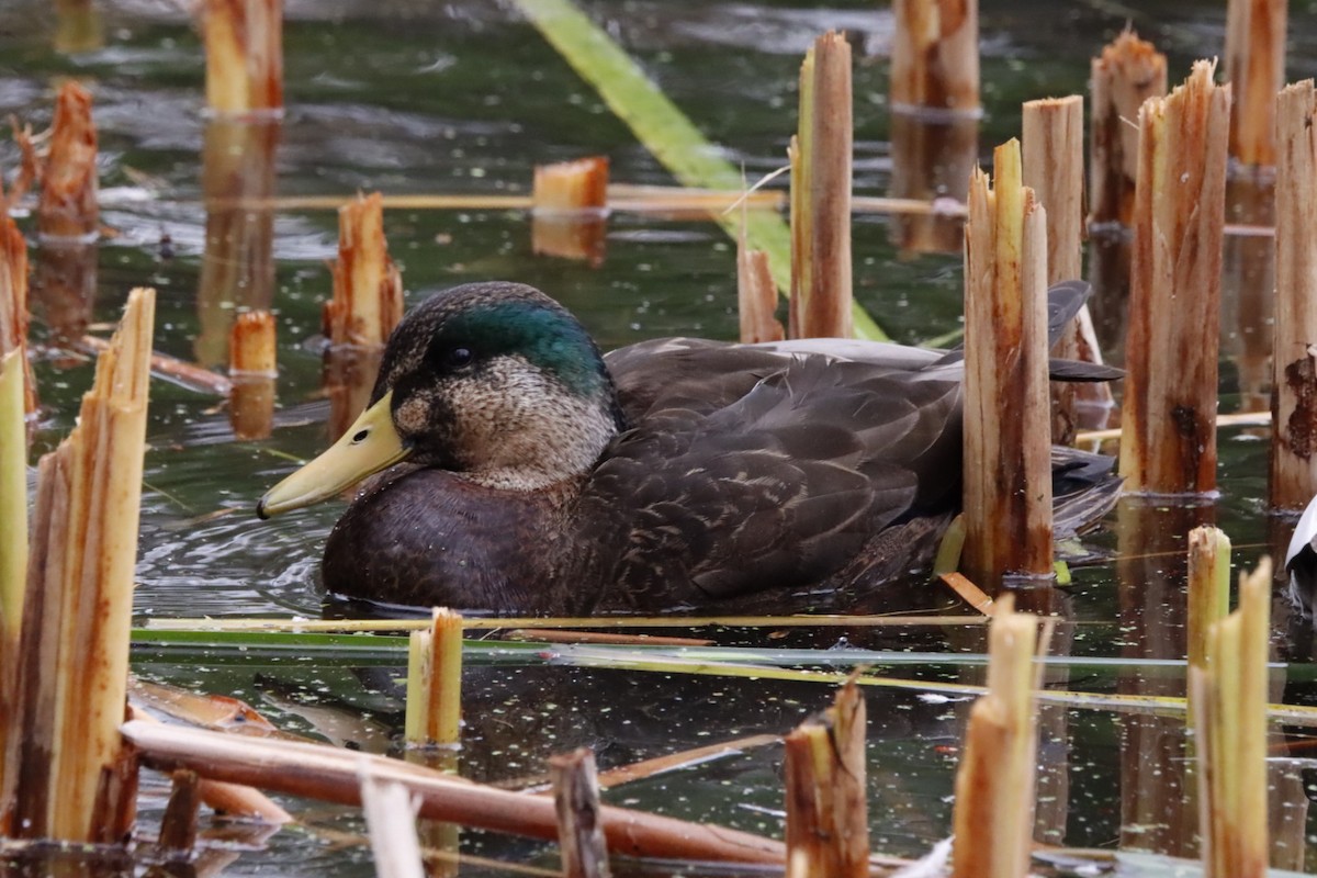 Mallard x American Black Duck (hybrid) - ML644540271
