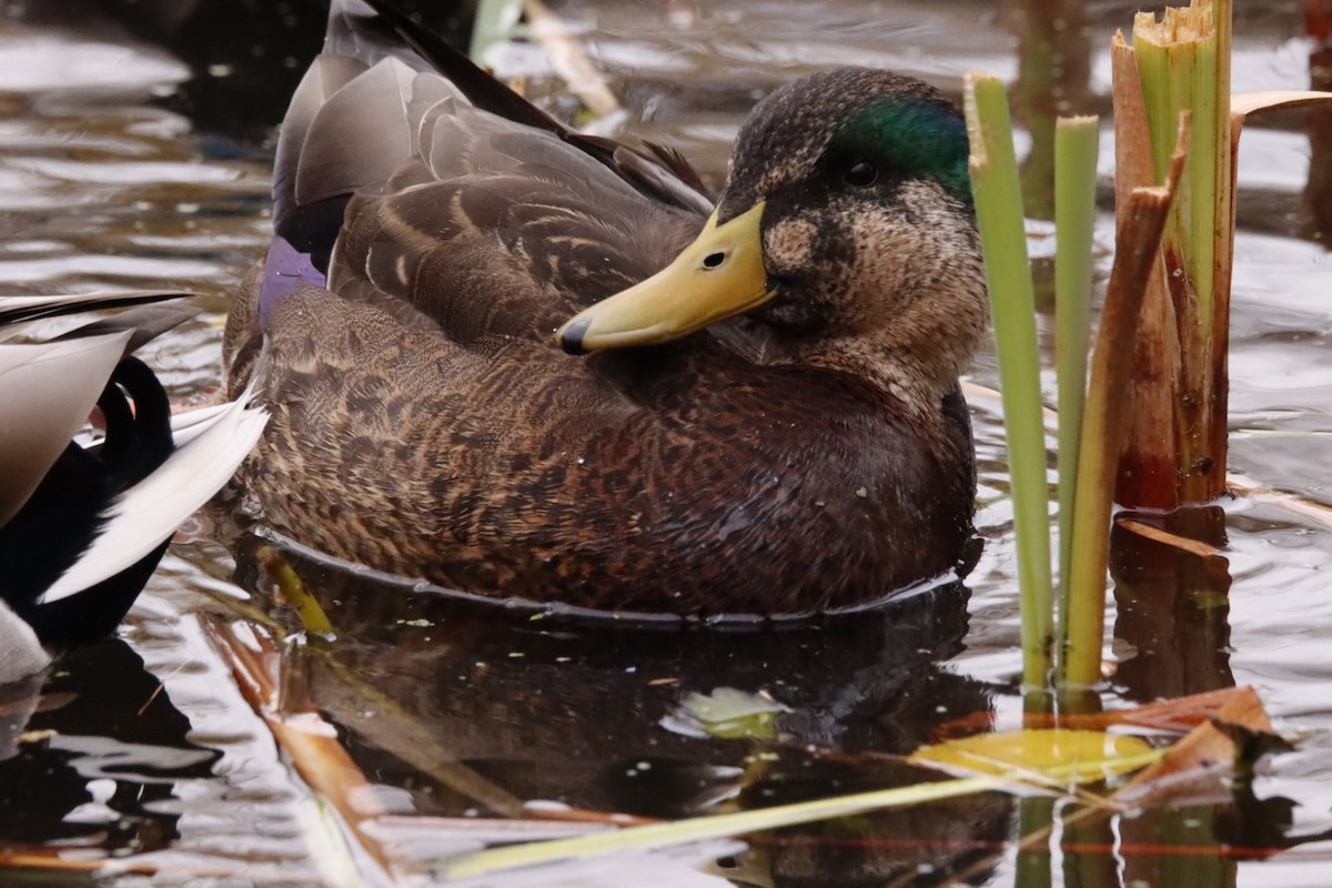 Mallard x American Black Duck (hybrid) - ML644540272