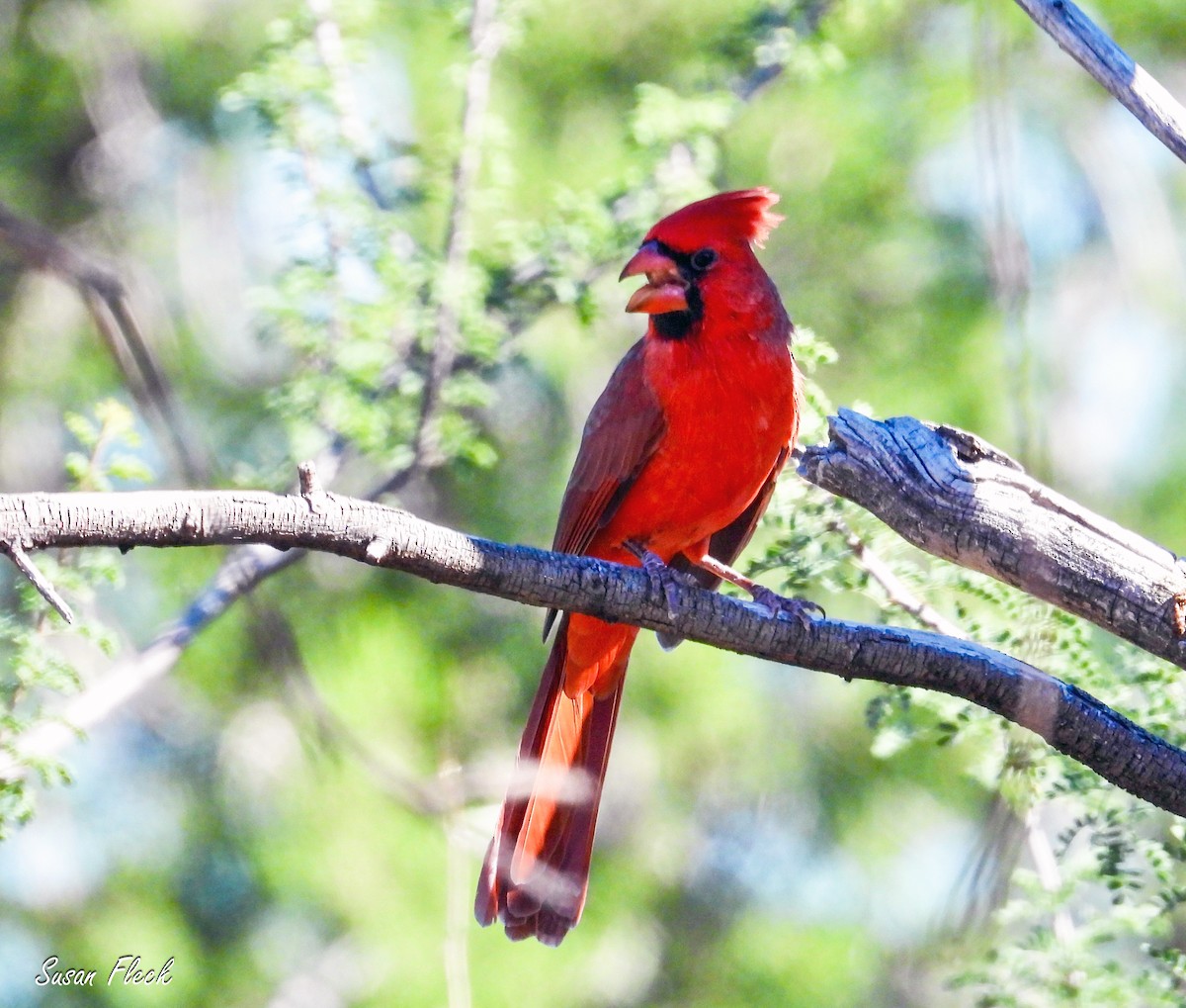 Northern Cardinal - ML644540280