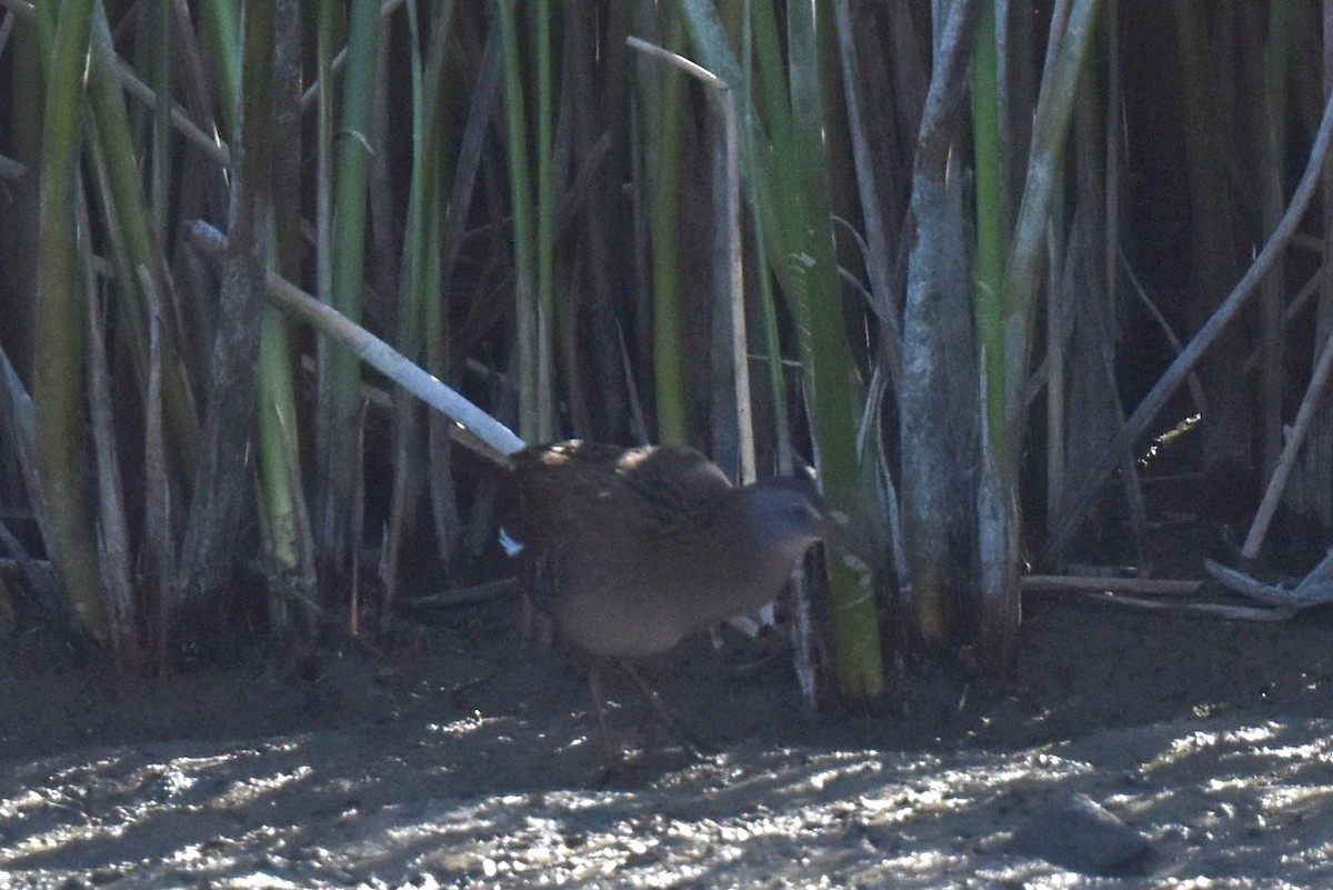 Virginia Rail - ML644540284