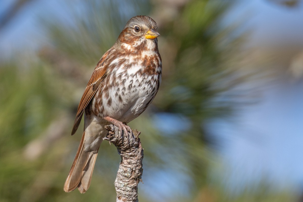 Fox Sparrow - ML644540285