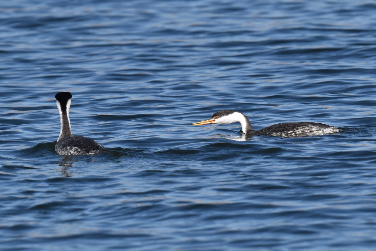 Clark murgila - ML644540287