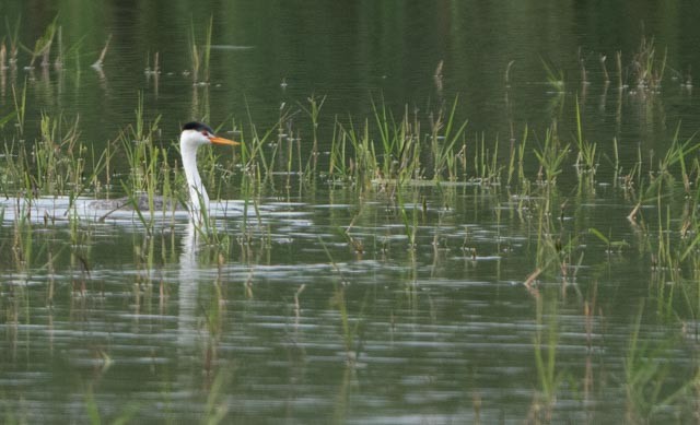 Clark's Grebe - ML644540295