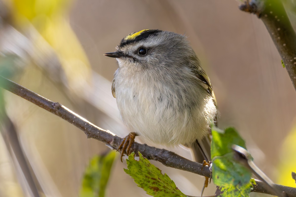 Golden-crowned Kinglet - ML644540315
