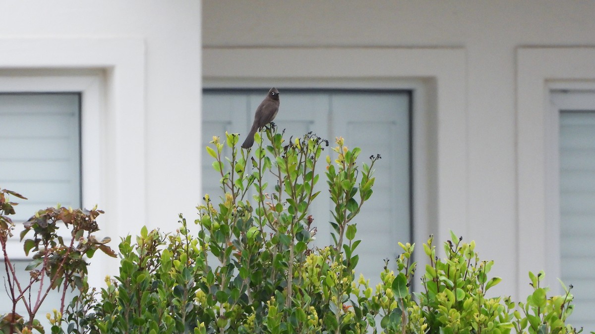 Bulbul du Cap - ML644540317