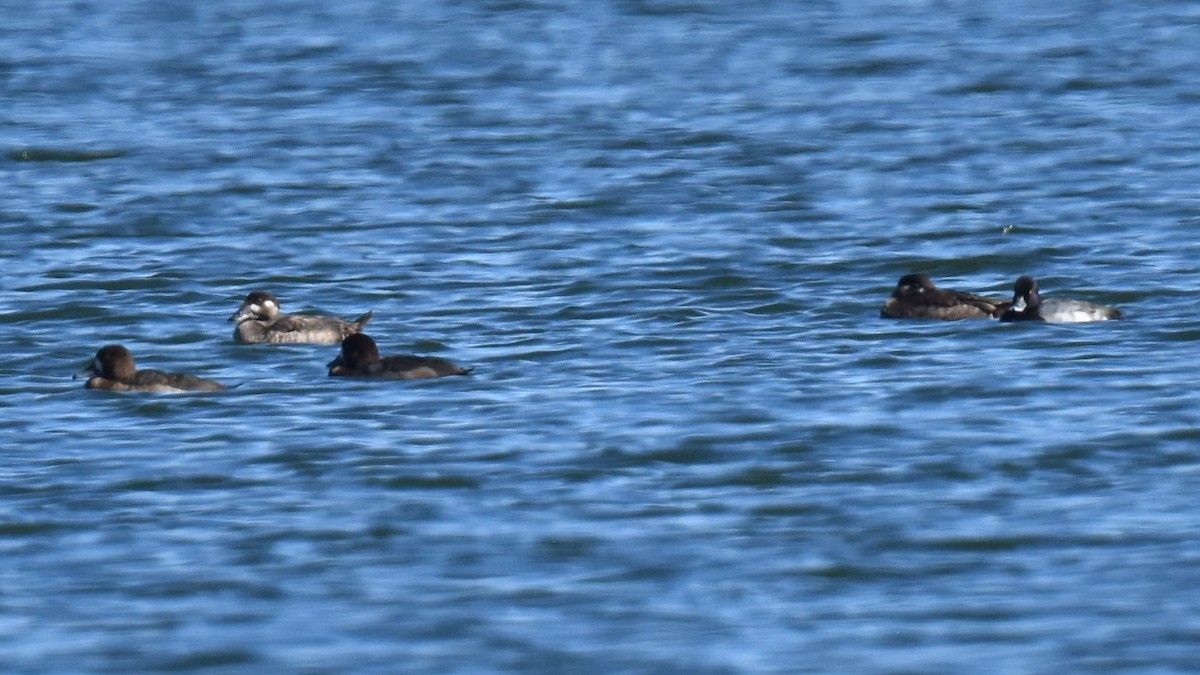 Surf Scoter - ML644540318