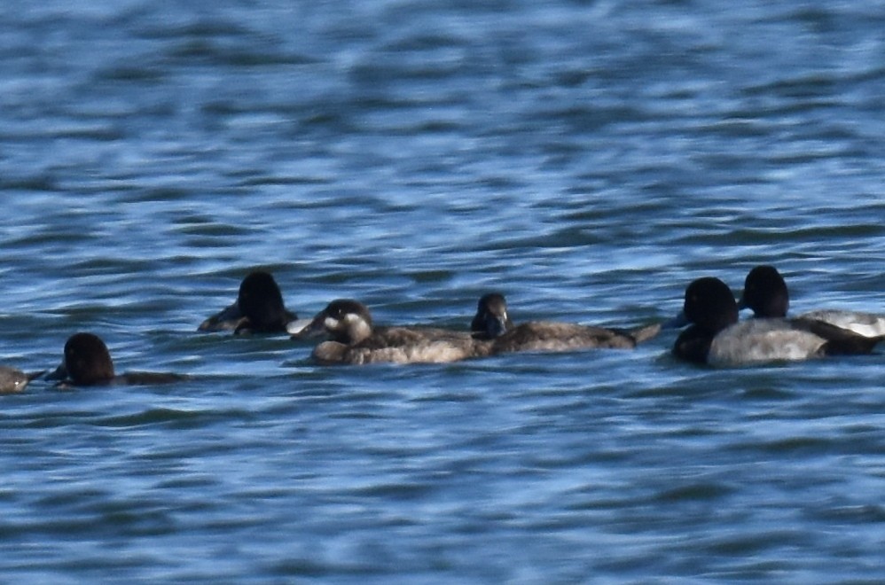 Surf Scoter - ML644540319