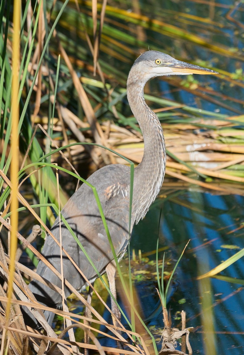 Great Blue Heron - ML644540320