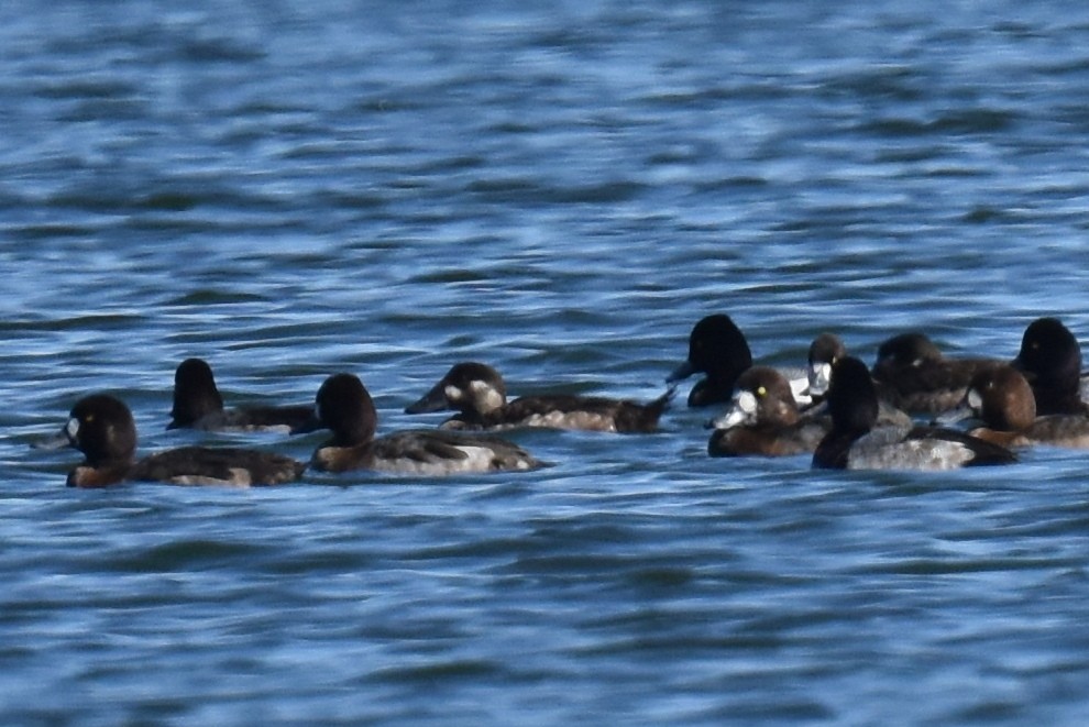 Surf Scoter - ML644540324
