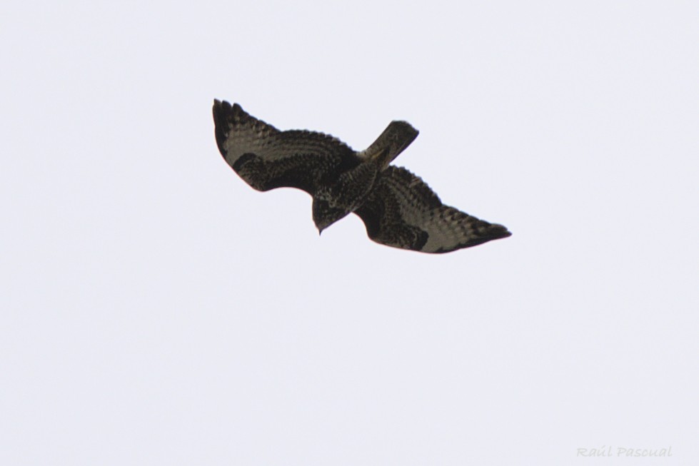 Common Buzzard - ML644540325