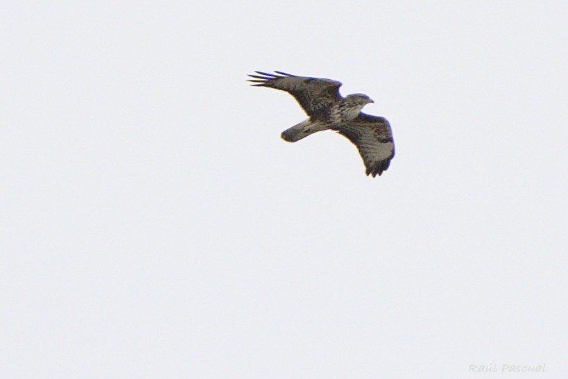 Common Buzzard - ML644540326